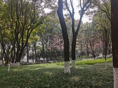 -重庆市江北嘴中央商务区中央公园