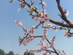 -桃花岛景观公园