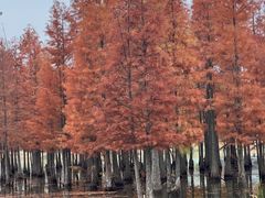 -白鹭湾湿地公园
