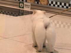 -帕帕拉兹宠物(亚洲旗舰店)