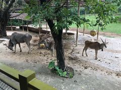 -深圳野生动物园