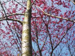 -福清灵石山国家森林公园