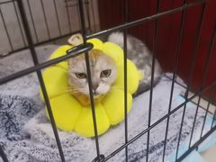 -瑞派福兴宠物医院犬猫全科·骨科·中西医结合(河东店)