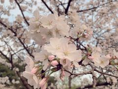 -武汉大学-樱园