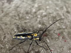 -冶父山国家森林公园