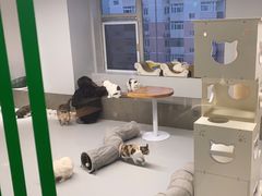 -Cappucimeow猫咪咖啡馆(韦伯时代店)