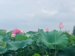 -浙江农林大学(东湖校区)