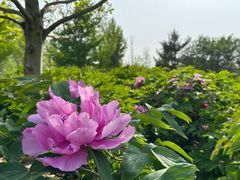 -南海子公园