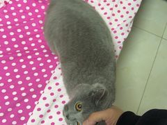 -派特宠物医院(圆融广场店)