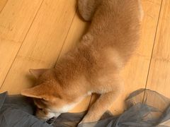 -喜柴咖啡·柴犬狗咖