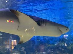 -烟台海昌鲸鲨海洋公园