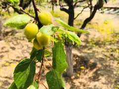 -永定河休闲森林公园