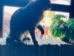 -玛吉阿米·餐吧