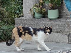 -西安大兴善寺