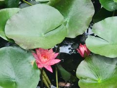 -池杉湖湿地公园