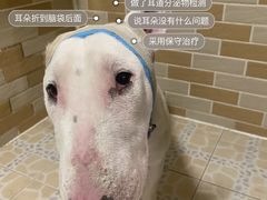 -美联众合爱康动物医院•复杂内科•肿瘤科•牙科•腔镜诊疗中心