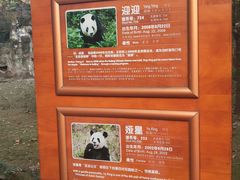 景点-成都大熊猫繁育研究基地