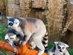 -北京野生动物园