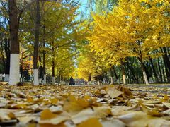 -长白岛森林公园