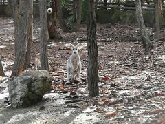 -清迈夜间动物园