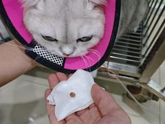 -福懋动物医院·犬猫全科·外科·重症科(杏林分院)
