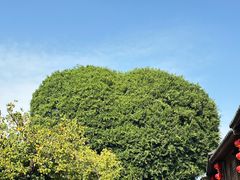 -没牙伯花生汤店(老药洲店)