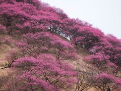 -新建村梅花