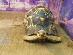 -上海大自然野生昆虫馆(东方明珠·爬宠昆虫探索中心)