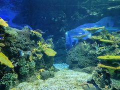-江和美海洋公园