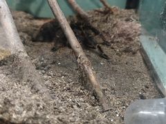 -上海大自然野生昆虫馆(东方明珠·爬宠昆虫探索中心)