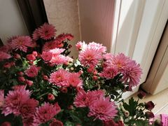 -双季花艺园艺市场(浦东店)