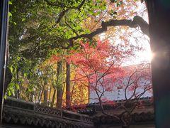 -秋霞圃