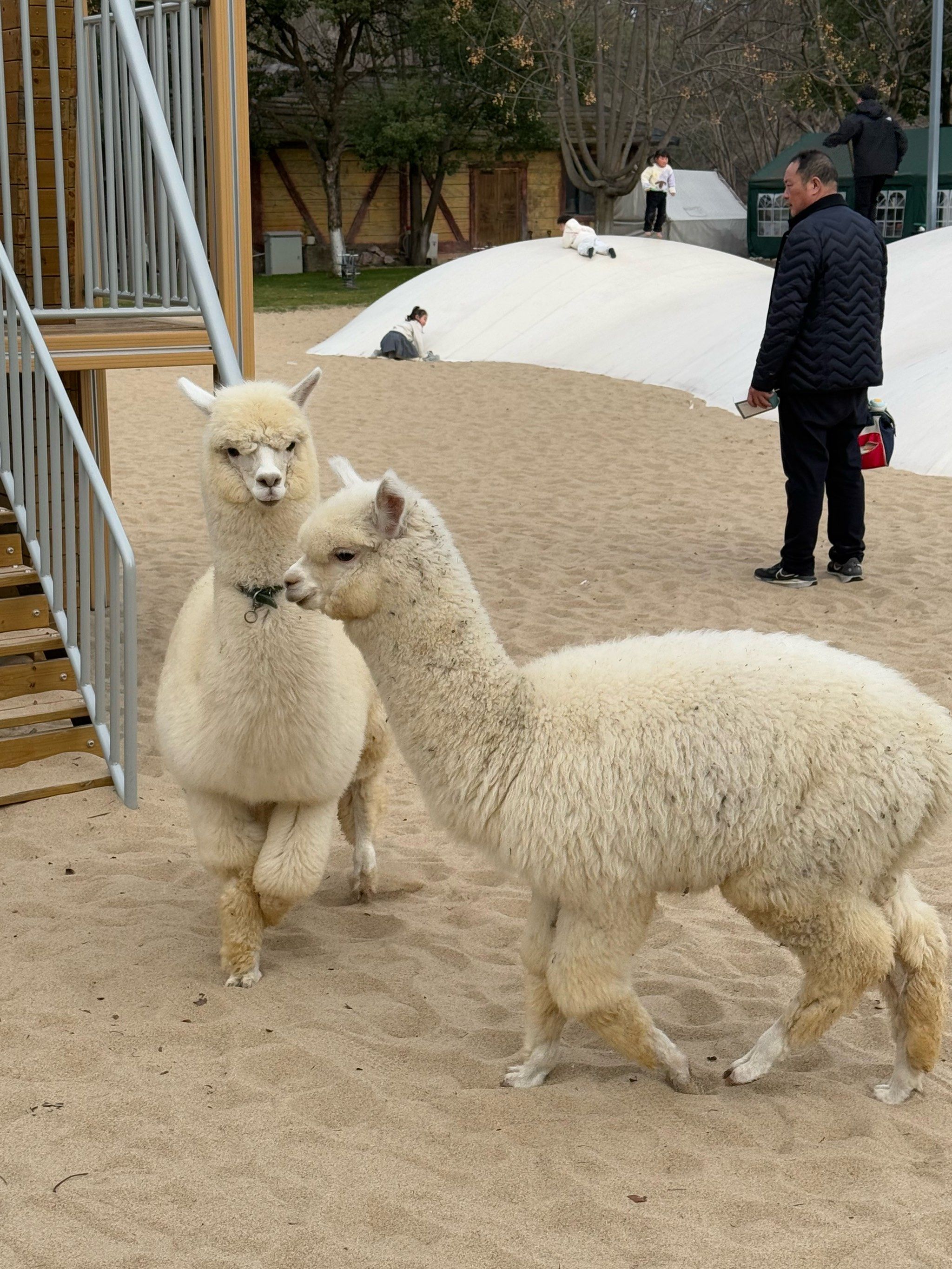 没想到冬天的冒险岛小朋友也可以玩
还有羊驼 小鹿 乐园里的项目