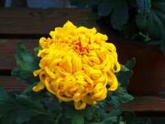 -北京植物园-展览温室