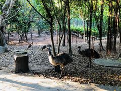 -清迈夜间动物园