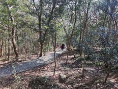 -上海佘山国家森林公园天马山园