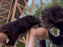 -清迈夜间动物园