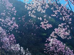 -九皇山景区