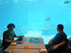 -海棠湾洲际-涛·海底餐厅·美人鱼·自助餐·海底隧道