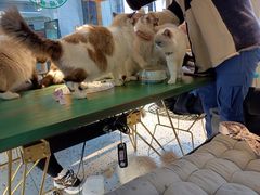-喵喵咪呀布偶猫咖(春熙路店)