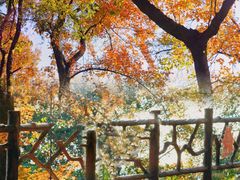 -广州市石门国家森林公园