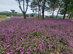 -芒洲湿地公园