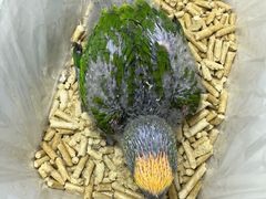 -爱侣宠医·鹦鹉专科·小型哺乳类·异宠专科(灵石路店)