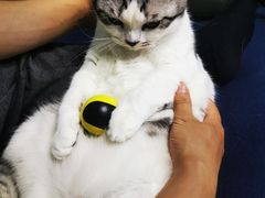 -纳吉亚猫专科动物医院·北北分院