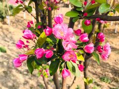 -永定河休闲森林公园