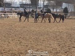 比赛-大连凯洋马术俱乐部有限公司