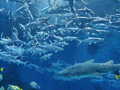 -海合安武汉极地海洋公园