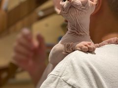 -飞行喵MR PILOT|猫舍·猫咖(静安大融城店)