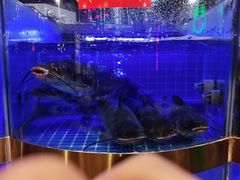-蛙一刀·麻椒鱼火锅(金仙桥店)