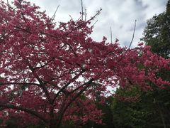 -广州市流溪河国家森林公园